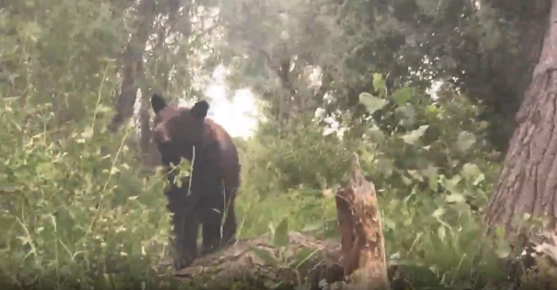 Bear at Norm's